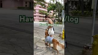 Waikiki Daily Dog Vlog with Ruca the SD servicedogteam goldenretriever [upl. by Marcelo]