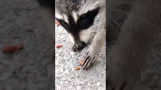 Racoon Eating Hot Dog Pieces [upl. by Eimoan]