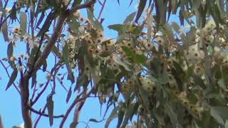 Regent honeyeater Friday 2862024 [upl. by Iatnohs868]