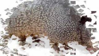 los armadillos de la sierra ♣♣ corrido de dorado♣♣ [upl. by Chapnick834]