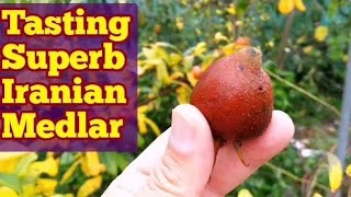 How Medlar Fruit Tastes The Variety Iranian Medlar [upl. by Robena]