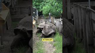 Meet Cecil Our Giant Aldabra Tortoise [upl. by Llerod]