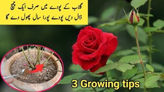 ROSE PLANT CARE GROWING TIPS  HOMEMADE FERTILIZER FOR ROSE PLANT GULAB KI CARE [upl. by Seale]