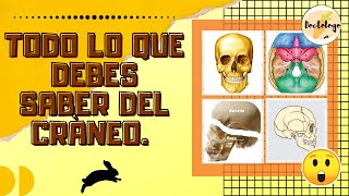 🥕😲Todo lo que debes saber del cráneo Anatomía  Huesos del cráneo repaso de cabeza ósea [upl. by Adnal]