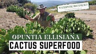 Superfood Opuntia Ellisiana [upl. by Nilesoj]