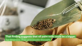 Oil palm soil helps degrade environmental isoprene [upl. by Kidd148]