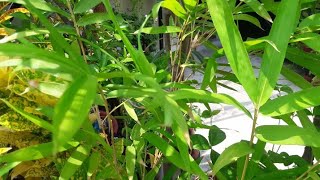 How to Grow Golden Bamboo  Evergreen Plant in hindi [upl. by Edeline]