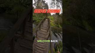 Trout from a bridge 🤨🤔 Fast and deep water gnarly [upl. by Notsob]