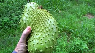 How to Pick a Ripe Soursop  Guanábana  Graviola  Video [upl. by Alyl336]