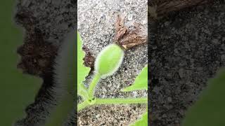 Growing ovary of cucumis melo plants [upl. by Jair]