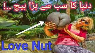 Largest amp Heaviest Seed in World  Facts Of CoCodemer in Urdu  Hindi  Double Coconut [upl. by Jann372]