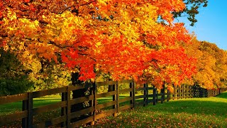 Beautiful Relaxing Music Peaceful Soothing music quotSeptember Autumn Leavesquot in 4k by Tim Janis [upl. by Annoj]