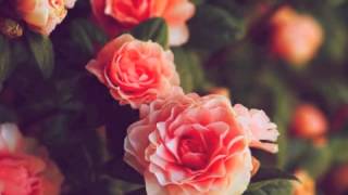 Where the Wild Roses Grow by Aura Dione Lyrics Included [upl. by Sonahpets]