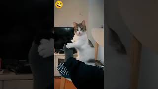 estos gatos son muy graciosos gatos gato funnycats cat shortsviral [upl. by Selwyn]