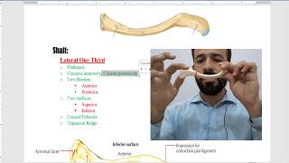 Clavicle bone  anatomy of clavicle bone  clavicle bone external features [upl. by Otis]