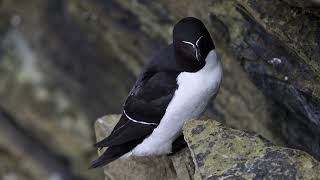 Razorbill [upl. by Marchal]