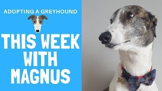 Adopting a Greyhound  This week with Magnus [upl. by Nyleda]