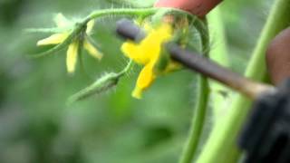 Tomato Flower Pollination [upl. by Suiratnauq]