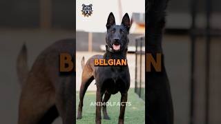 Belgian Malinois Dog breed 🐕 dogbreed alabai canecorso rottweiler animals kangal dog [upl. by Oran]