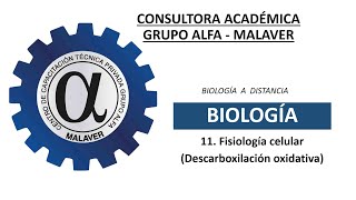 11 Fisiología celular Descarboxilaxión oxidativa [upl. by Attemaj]