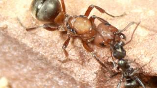 Formica subintegra Queen and host colony [upl. by Sissie936]