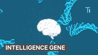 Scientists Discovered New Genes That Make Humans More Intelligent [upl. by Enyleuqcaj]