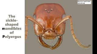 The dulotic ant Polyergus mexicanus at Mount Lemmon in Arizona [upl. by Ottinger]