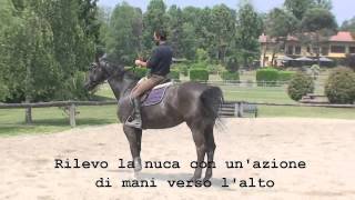 Francesco Vedani Equitazione  Lavoro sul salto ostacoli con cavallo pesante alla mano parte 1 [upl. by Mcallister831]