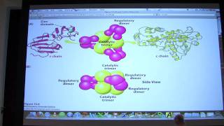 14 Biochemistry Enzyme Regulation I Lecture for Kevin Aherns BB 450550 [upl. by Thunell]