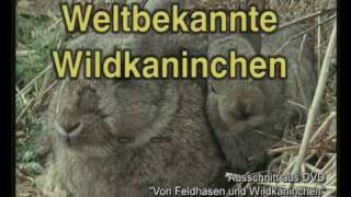 Weltbekannte Wildkaninchen [upl. by Linkoski975]