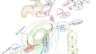 Nerve Fibers Classification Part 1 GVA GSA GVE GSE SVA SSA SVE SSE [upl. by Aig521]