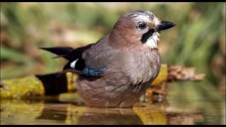 Vida y costumbres del arrendajo Garrulus glandarius [upl. by Oluas]