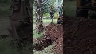 Simple process for coconut tree replantation  Farm update  tree replantation coconutpalm [upl. by Archibaldo56]