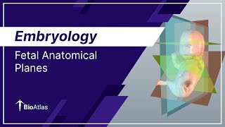 Fetal Anatomical Planes  Embryology  BioAtlas [upl. by Lina]