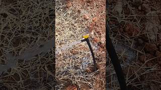 🌴🤯3 Method of drip irrigation for தென்னைமரம்💥 Shorts dripirrigation [upl. by Raasch]