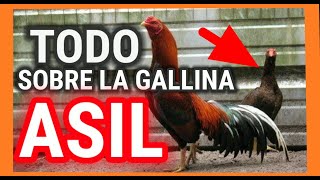 Gallinas para cría  GALLINAS FINAS ¿Cual Linea es tu favorita [upl. by Eniamart]