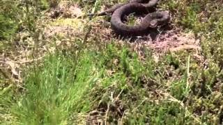 Adder Snake Bite Yateley England [upl. by Wolgast]