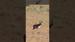 Oregon Antelope Hunt [upl. by Cela]