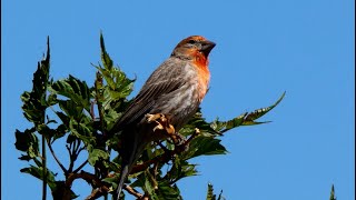 House Finch Birds  Foraging and Signing  Bird Sounds [upl. by Hofstetter]