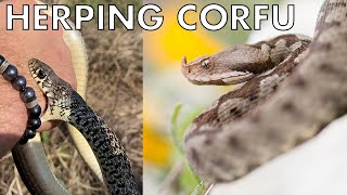 Amazing NoseHorned Vipers and Snakebites Herping Corfu Part 1 [upl. by Yelnahs]