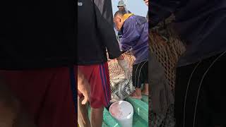 fishing videos in ocean from fisherman aceh indonesia [upl. by Alon630]