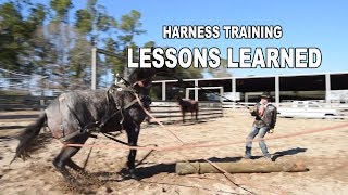 Low Country Cowboys  Harness Training Young Horses  Episode Four [upl. by Evey]