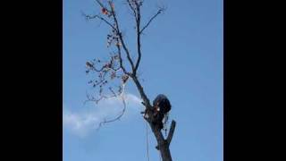 Taking the top out Tree removal Sycamore Out on a Limb Tree Service [upl. by Sublett]