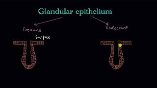 Glandular epithelium  Structural organization in animals  Biology  Khan Academy [upl. by Yeslrahc]