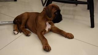 8 week old boxer puppy in new home [upl. by Adnical]