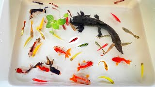 Most Amazing Catch Colorful Ornamental Fish Axolotl Radtang Koi Tetra Turtle Spadefish Angel [upl. by Aret]