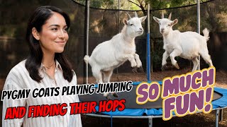 Pygmy Goats Playing Jumping and Finding Their Hops [upl. by Eleon138]