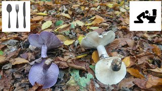 Porównanie Gąsówka fioletowawa Lepista nuda vs Lejkówka szarawa Clitocybe nebularis [upl. by Emad]