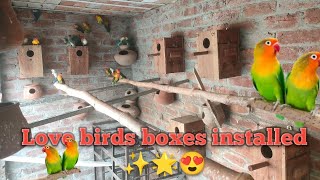 I Installed 60 Lovebird Nest Boxes pets animal dailyvolg [upl. by Ainslee]