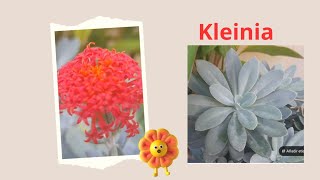 Kleinia funge  Senecio [upl. by Oiramel]